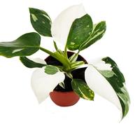 Philodendron White Princess - ami des arbres blanc-vert - pot 12cm