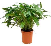 Philodendron Xanadu - 80 cm - Ø22