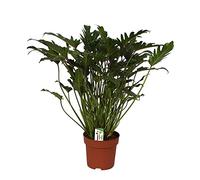 Philodendron Xanadu in 21cm pot, total height ca. 65cm