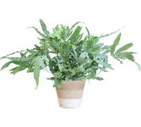 Phlebodium Aureum 'Blue Star' - Fougère bleue - Plante d'intérieur + panier Lisbonne Blanc - Ø17 cm - Hauteur 40 cm - Feuilles gris-bleu - Panier en jute durable - Facile à entretenir & élégant
