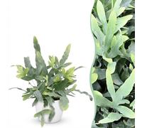 Phlebodium aureum Blue Star - Fougère bleue - Plante pour animaux de compagnie - Bleu - avec Potter Blanc - 25cm - Øter Wit - Pot 12cm - Plante d'intérieur - - Plante avec pot