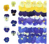 PHMING 40 Pièces Pensées Fleurs Pressées Séchées, Exquis Fleur Sechee | Vifs et Colorés Fleurs Sechees Naturelles, pour Projets DIY, Décorations de Cadeaux