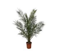 Phoenix Canariensis - 180Cm- Ø25
