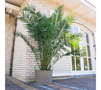 Phoenix Canariensis - 220Cm - Ø35