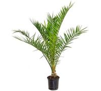 Phoenix Canariensis - Palmier dattier des Canaries - Palmier - Rustique - D19 cm - H80-100 cm