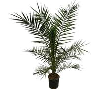 Phönix Canariensis - Palmier dattier des Canaries - Plante d'intérieur - ↕160 cm - Ø22cm