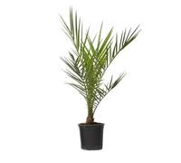 Phoenix Canariensis - Palmier dattier des Canaries - Pot 15cm - Hauteur 50-60cm - Résistant au froid - Palmier d'extérieur