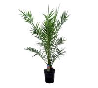 Phoenix Canariensis - Palmier dattier - Palmier - Persistant - D21 cm - H100-110 cm