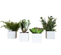 Phoenix Succulentes Square Pots 4-er set blanc (pots carrés) Plante artificielle Tanaman - TANAMAN A PP3 CE3