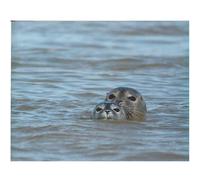 Phoques en baie de Somme