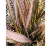 Phormium cookianum 'Flamingo' / Lin de Nouvelle-Zélande nain coloré/Conteneur de 7 à 10 litres