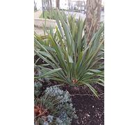 Phormium tenax/Lin de Nouvelle-Zélande/Conteneur de 3 à 4 litres