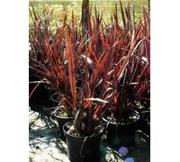 Phormium tenax 'Purpureum' - Lin de Nouvelle-Zélande - conteneur 3 litres