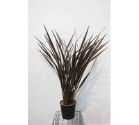 Phormium tenax 'Purpureum' - Lin De Nouvelle Zélande 'Purpureum' 60-80 cm en pot