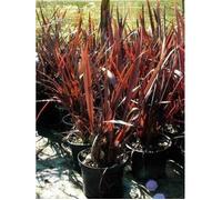 Phormium tenax 'Purpureum' - Lin De Nouvelle Zélande 'Purpureum' En pot 3 litre