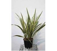 Phormium tenax 'Variegatum' - Lin De Nouvelle Zélande 60- 80 cm en pot