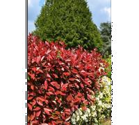 Photinia 'carré rouge' taille du pot - en pot de 5 litres