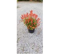 Photinia fras. 'Little Red Robin' - Photinia De Fraser 'Little Red Robin' 40- 50 cm en pot