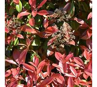 Photinia Fraseri Carré Rouge 50cm en Pot - Plante En Pot - Floraison Mai à Juin - Couleur de la Fleur - Hauteur 2-3 m