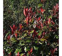 Photinia Fraseri 'Little Red Robin'- Photinia fraseri 'Little Red Robin' 25-30 cm en conteneur