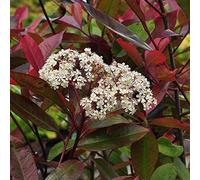 Photinia Fraseri 'Red Robin'- Photinia x fraseri 'Red Robin' 40-60 cm en conteneur