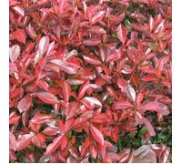 Photinia Little Red Robin