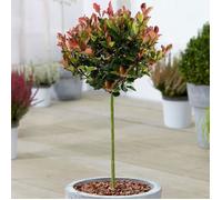 Photinia Little Red Robin | Arbres d'ornement en pot pour petits jardins et patios