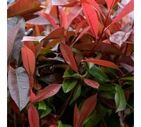 Photinia Nain Red Robin - Photinia Fraseri Little Red Robin 25cm en Pot - Plante En Pot - Exposition Soleil à Mi-ombre Feuillage
