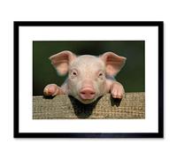 PHOTO ANIMAL PIG PIGLET CUTE FARM PINK BABY BABE ART FRAMED ART PRINT PICTURE & MOUNT F12X804