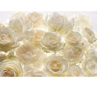 Photo Murale - 368 X 248 Cm - Panoramique Intissé - Shalimar Blanc