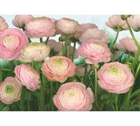 Gentle Rosé Photo murale - 368 x 254 cm