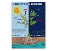 Photosynthesis Cellular Respiration Poster Plant Cell Biology Chart for Science Classroom Education(Unframed,12x18inch(30x45cm))