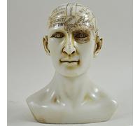 Phrenology Head White Marble Resin Unique Home Decorative Traditional Medical Accessory H15cm