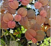Phyllanthus fluitans - x10 Live Floating Plants - Plante Vivante pour Aquarium