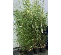 Phyllostachys aurea - Bambou doré 60-80 cm conteneur