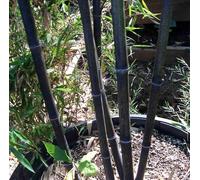 Phyllostachys nigra 2 l 40-60 cm