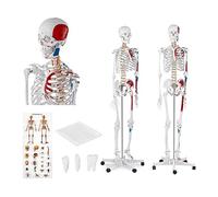 Physa Maquette Squelette Humain Modèle Anatomique Grandeur Nature Affiche Poster Planche PHY-SK-2 (180 cm, Insertion Muscles, Dents, Plastique, Inox)