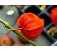 Physalis alkekengi var. Franchetti lanternes chinoises Graines de fleurs de l'Ukraine