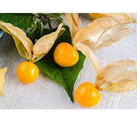 Physalis Coqueret Du Pérou - Baies des Andes - 40 Graines
