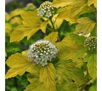 Physocarpe à feuilles d’Obier 'Dart’s Gold' - Physocarpus opulifolius 'Dart’s Gold' 30-40 cm pot | Arbuste décoratif, feuillage doré lumineux, idéal massif