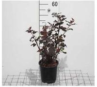Physocarpus opulif. 'Diabolo' - Reine-des-prés 30- 40 cm - conteneur