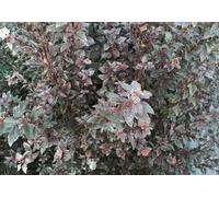 Physocarpus opulif. 'Little devil'® ('donna may') - Faisan 40- 50 cm - conteneur