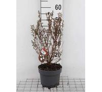 Physocarpus opulif. 'Little Joker' - Reine-marguerite 30- 40 cm - conteneur