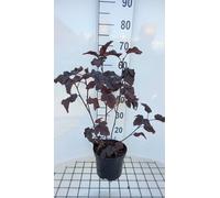 Physocarpus opulif. 'Midnight'® - Faisan rouge foncé 40- 60 cm - conteneur