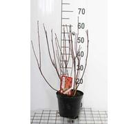 Physocarpus opulif. 'Red Baron' - Reine-marguerite 30- 40 cm - conteneur