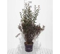 Physocarpus opulif. 'Summer Wine'® - Reine-marguerite 40- 60 cm - conteneur