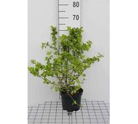 Physocarpus opulif. 'Tilden Park' - Reine-marguerite 40- 60 cm - conteneur