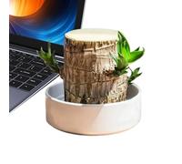 Pianta di Legno del Brasile - Ornamento Naturale Ceppo Idroponico | Decorazione in Legno | Tronco Decorativo per Scrivania Postazione Lavoro Comodino Libreria Salone Caméra Bambini Balcone