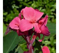 Piantare bulbi di canna e giardini ornamentali-3Bulbis