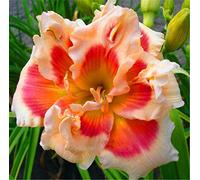Piante coltivate nel Suolo Domestico,issimi Fiori Ornamentali,Bulbi di Hemerocallis,in Vaso in Tutte Le Stagioni,Pianta adesso-20 Bulbi,2